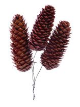 Waxed spruce cones wired 200p