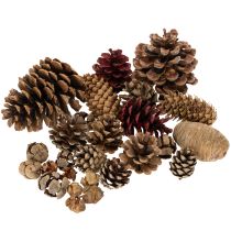 Product Mixed pine cones, natural, for crafting and Advent decorations, 2-10 pieces, 400g