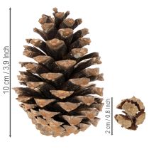 Product Natural Pine Cone Mix for Winter Crafts and Decorations 400g