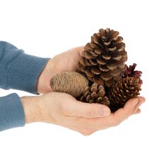 Product Natural Pine Cone Mix for Winter Crafts and Decorations 400g