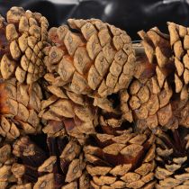 Product Oval pine cone planter, 30cm