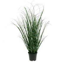 Zebra grass in a pot Green 60cm