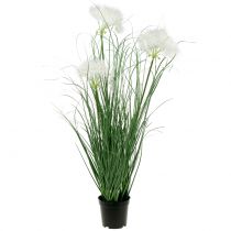 Ornamental grass with white seeds green H73cm