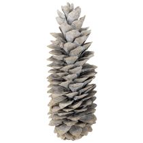 Product Sugar pine cones whitewashed 20cm - 30cm