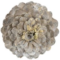 Product Sugar pine cones whitewashed 20cm - 30cm