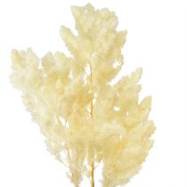 Product Asparagus Dried flower decor White Dried grasses 70-80cm 80g