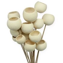 Bell Cup Mix bleached on a stick 15pcs