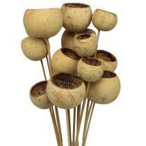 Bell Cup Mix on a stick nature exotic 15pcs
