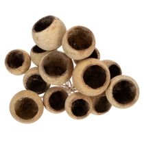 Product Bell Cup Mix on a Stem, Natural Exotic Varieties, 15 pieces