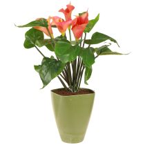 Product Orchid Pot Flowerpot Plastic Vase Green H16.5cm 4pcs