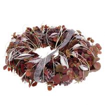 Product Brachyciton blackberry frosted 500g