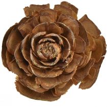 Product Cedar cones cut as rose Cedarrose 4-6cm natural 50 pcs