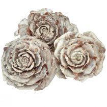 Product Cedar cones cut like rose Cedarrose 4-6cm white/natural 50 pcs
