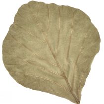 Product Cobra leaves decoration, natural, 15-17cm, 50-piece set, green