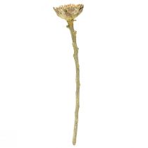 Product Compacta Rosette Proteen Green Frosted Ø4-5.5cm 20 pcs
