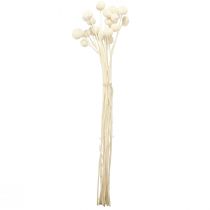 Product Craspedia dried drumsticks cream 45-55cm 20 pcs
