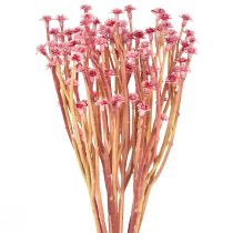 Product Currykraut Immortelle Artificial Pink L28cm 12 pcs 1 bunch