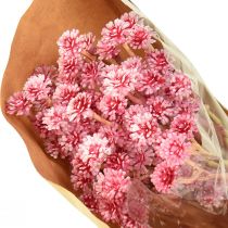 Product Currykraut Immortelle Artificial Pink L28cm 12 pcs 1 bunch