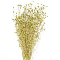 Product Decorative Flax Dried Dried Flowers Olive Green 50g
