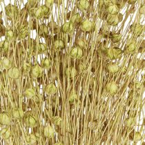 Product Decorative Flax Dried Dried Flowers Olive Green 50g