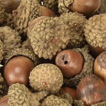 Product Acorns for decoration, autumn decoration, natural autumn fruits Ø1.5 – 2.5cm L1.5 – 3cm 300g