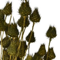 Product Strawberry thistle dried decoration, olive green, Ø1–2cm, L55cm, 100g