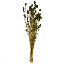 Product Strawberry thistle dried decoration, olive green, Ø1–2cm, L55cm, 100g