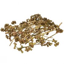 Product Eucalyptus branches natural decoration exotic eucalyptus 20-30cm 25 pcs