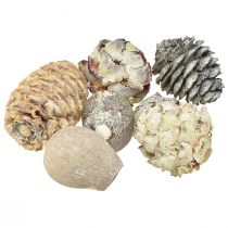 Product Exoten Cones Leucodendron White Washed 3-4cm 450g