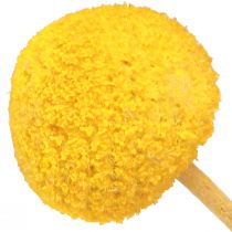 Product Dried yellow Craspedia flowers, 45-55cm, 20 pieces
