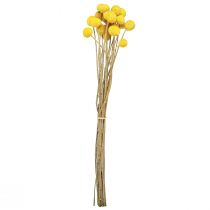 Product Dried yellow Craspedia flowers, 45-55cm, 20 pieces