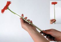 Product Gerbera support hose 200m