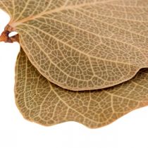 Product Dried leaves, decorative Moneta, dried floral arrangements, natural, 200g