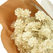 Product Artificial Curry Plant White Beige L28cm 12 Pcs 1 Bunch