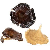 Product Kalix Mushroom Natural Varnished 100 pcs