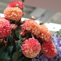 Product Artificial Dahlias in Peach Pink Ø10cm L80cm 2pcs