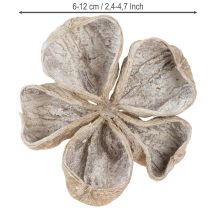 Product Landlotus White Washed 6-12cm 50 pcs
