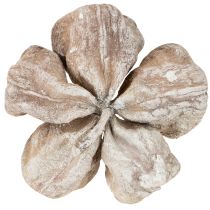 Product Landlotus White Washed 6-12cm 50 pcs