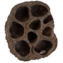 Product Lotus bulb small 100 pcs. natural