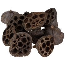 Product Lotus bulb small 100 pcs. natural