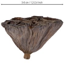 Product Lotus bulb small 100 pcs. natural