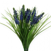 Product Grape Hyacinths 28cm - 30cm Blue 15 pcs