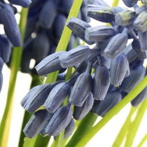 Product Grape Hyacinths 28cm - 30cm Blue 15 pcs