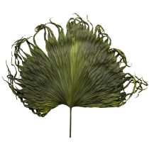 Product Palm frond decoration for exotic arrangements and table decoration