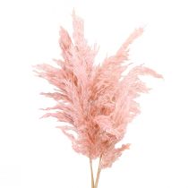Product Dried Pampas Grass Pink 65-75cm Dried Flower Decoration 6 pcs.
