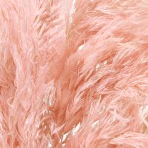Product Dried Pampas Grass Pink 65-75cm Dried Flower Decoration 6 pcs.