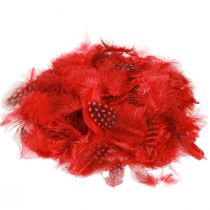 Product Guinea fowl feathers Faraona 30g red