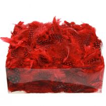 Product Guinea fowl feathers, real feathers, red, 5cm, 30g