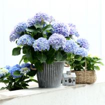 Product Planter, decorative pot with handles, metal pot for planting Ø25.5cm