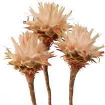 Product Leucospermum Plumosum Silver Tree Flowers Light 25 Pcs